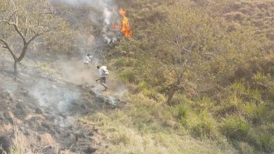 Tree-planters by day, firefighters by night