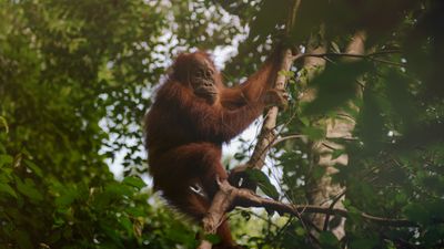 Why is palm oil bad for the environment?