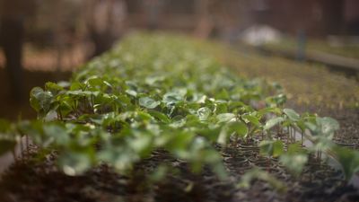 One million trees for Brazil