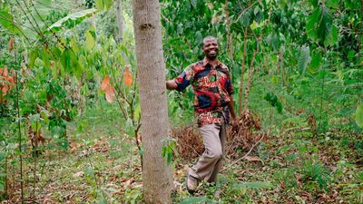 Do Ecosia’s trees survive?