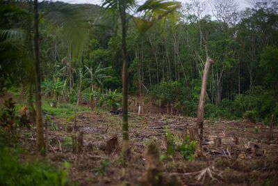 After the Amazon Fires: who protects the world's forests?