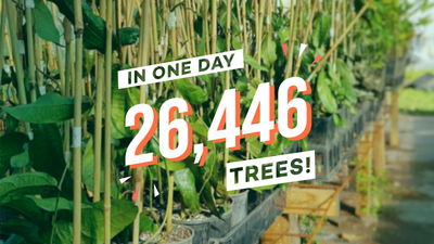 You did it. Ecosia searches will plant 26,446 trees in Australia!