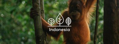 Your trees in Indonesia