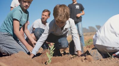 How to plant a tree