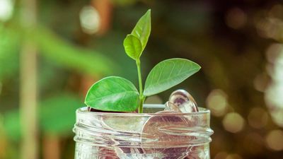 How to help the environment without donating money