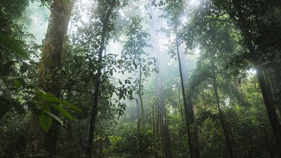 The importance of forests and how we can protect them