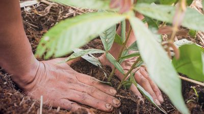 How regenerative agriculture can curb climate change