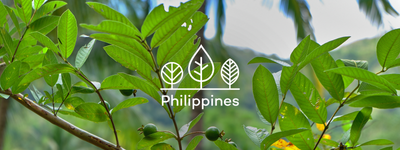 Your trees in the Philippines