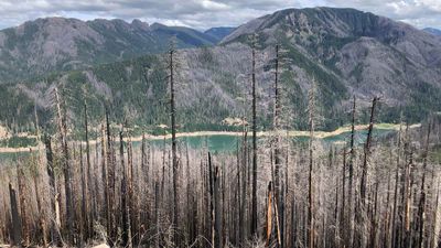Your searches plant 13,000 trees to restore U.S. fire scars