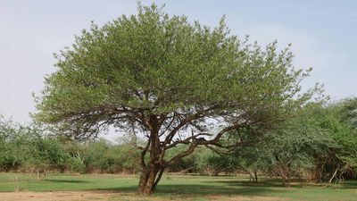 How Acacia Senegal trees change the lives and roles of women in a Sudanese village