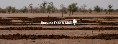 Your trees in Burkina Faso and Mali