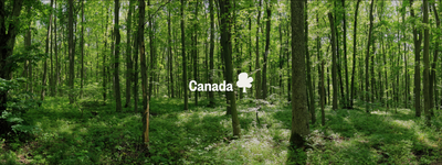 Your Trees in Canada