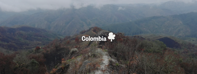 Your trees in Colombia