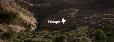 Your trees in Ethiopia