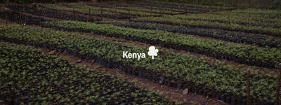 Your trees in Kenya