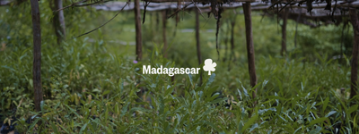 Your trees in Madagascar