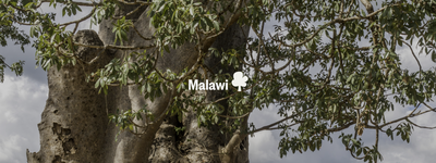 Your trees in Malawi