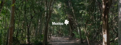 Your trees in Mexico