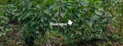 Your trees in Nicaragua