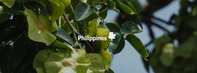 Your trees in the Philippines