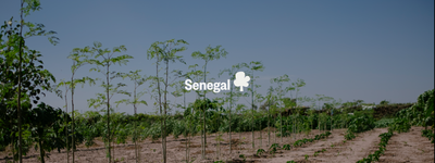 Your trees in Senegal