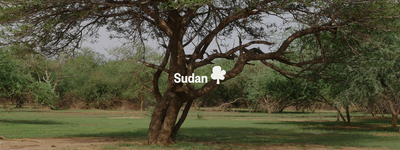 Your trees in Sudan