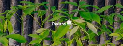 Your trees in Thailand