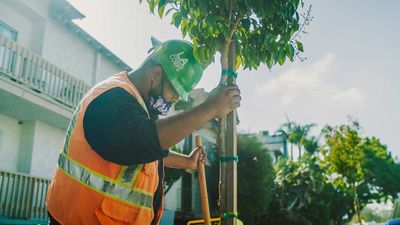 From LA to London: why we’re planting urban trees