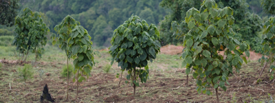 The future of our trees in Uganda and Kenya