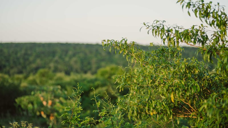 ECOSIA WIKIPEDIA visual data 5